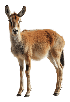 Young antelope in bright outdoors png