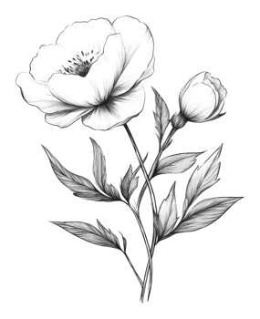 Pencil drawing of peony blossoms png