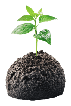 New plant sprouting from soil in bright light png