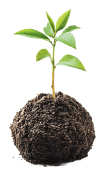 Young plant sprouting from soil in bright light png