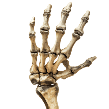 Human hand skeleton isolated on transparent background png