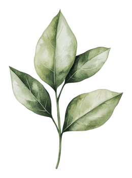 Green leaves on a stem, pure backdrop png