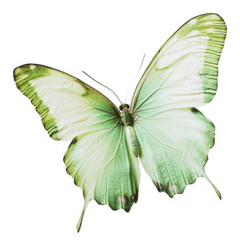 Green butterfly on white background png