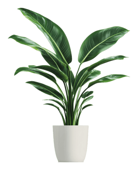 Lush green indoor plant in a simple white pot png