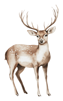 Majestic deer with antlers standing gracefully png