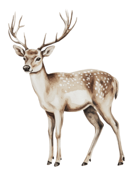 Gentle deer standing gracefully in a natural pose png