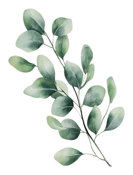Green leaves on white background png
