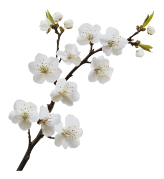 White cherry blossoms blooming on a spring day png