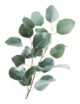 Green eucalyptus leaves on a white background png