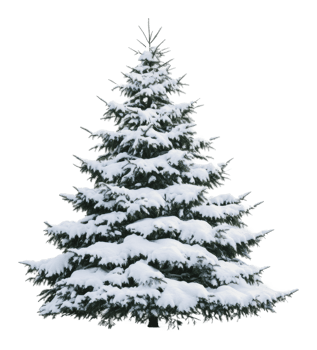 Snow-covered evergreen tree in winter landscape png