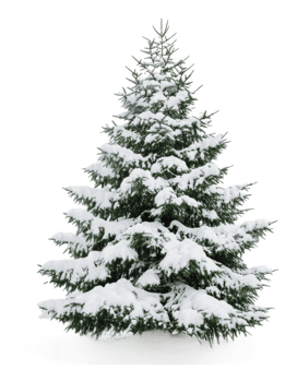 Snow-covered evergreen tree in a winter landscape png