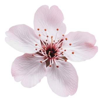 Delicate pink cherry blossom in full bloom png