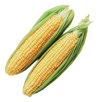 Fresh corn on the cob ready for cooking png