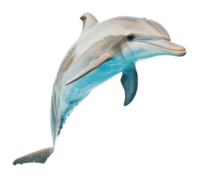 Dolphin leaps gracefully above the ocean surface png
