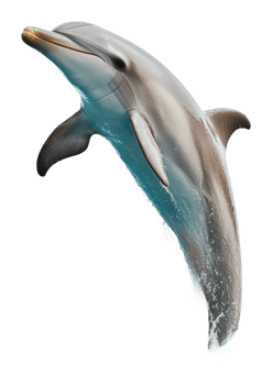 Dolphin leaps joyfully above the water surface png