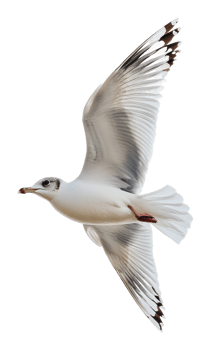 Seagull soaring gracefully in clear skies png
