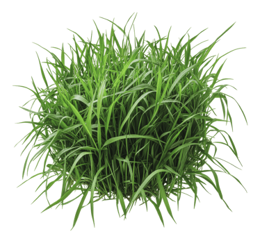 Green grass clump growing in natural environment png