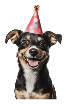 Happy dog wearing a party hat celebrates joy png