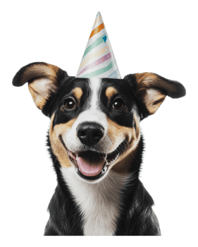 Happy dog celebrating a birthday with a party hat png