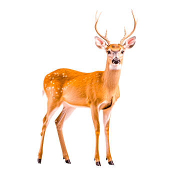 Majestic Deer Standing in Natural Habitat png