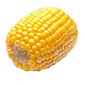 Fresh corn on the cob for summer png