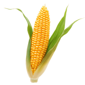 Fresh yellow corn on cob with green husk displayed png