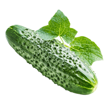 Cucumber with green leaves on white png