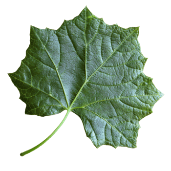 Green maple leaf resting on a white surface png