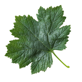 Green vine leaf with intricate texture and shape png