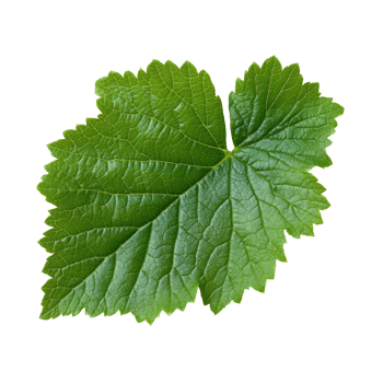 Green grape leaf with detailed texture and veins png