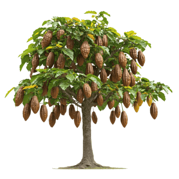 Ripe cocoa pods in lush greenery png