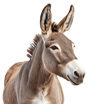 Gentle donkey portrait and features png