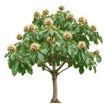 Tree with flowering blooms in bright green foliage png