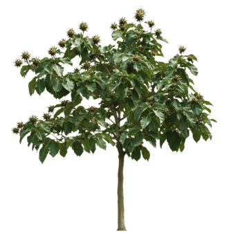 Beautiful chestnut tree with flowers in spring png