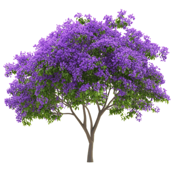Purple flowering tree in spring png