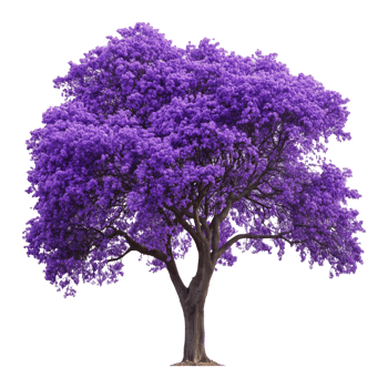 Vibrant purple flowering tree in full bloom png