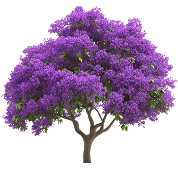 Beautiful purple flowering tree in bright sunlight png