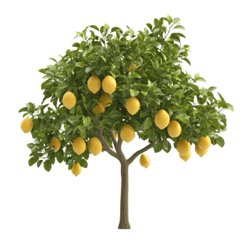 Lemon tree with ripe fruit in a sunny garden png