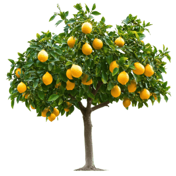 Bright yellow lemons hang on the green lemon tree png