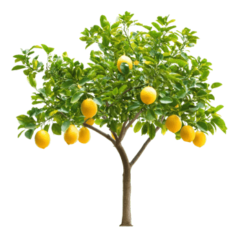 Lemon tree with ripe fruit ready for harvest png