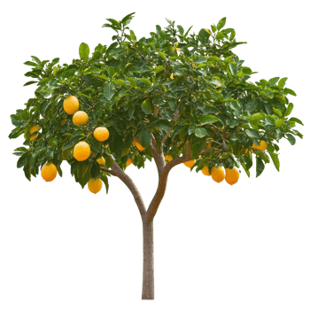 Lemon tree with ripe fruit in sunny garden png
