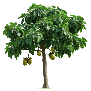 Papaya tree with ripe fruit in bright sunlight png