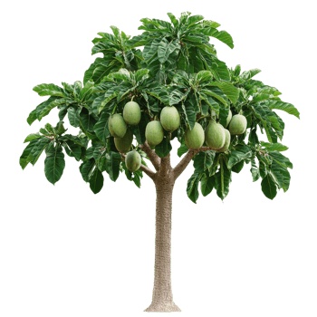 Green fruited tree with lush leaves png