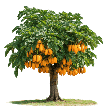 Ripe yellow fruits on a sunny tree png