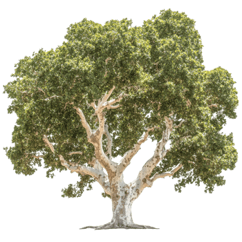 Beautiful tree with unique bark and lush foliage png