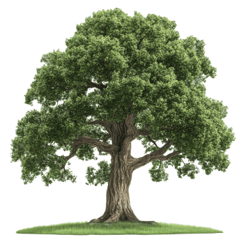 Majestic tree with lush green leaves in a field png