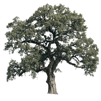 Majestic oak tree stands tall in bright sunlight png