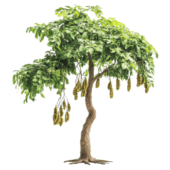 Beautiful green tree with hanging fruit in nature png