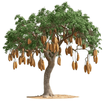 Unique tree with large dangling fruits in nature png