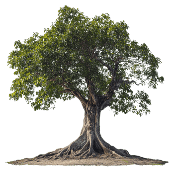 Tree with exposed roots in nature png